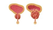 How does FLUXACTIVE support prostate health?
