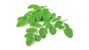 Moringa Magic as the most powerful plant supplement