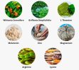RENEW vs Other Weight Loss Supplements: Which Works Better?