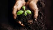 The benefits of Medicinal Garden Kit for natural health