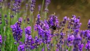 The benefits of Medicinal Garden Kit for natural health