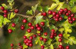 Top High Blood Pressure supplements to reduce hypertension