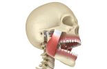 Top Natural Solutions for Tooth Grinding with Cure For TMJ