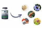 NeuroPure: The Complete Solution for Neurological Health